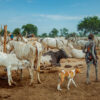 Mundari 7