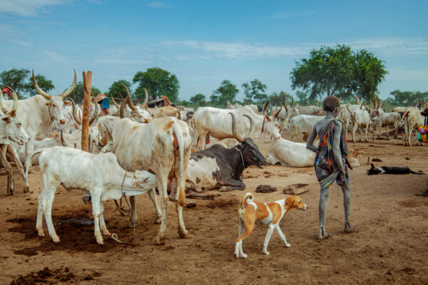 3V7A3470 Mundari 7